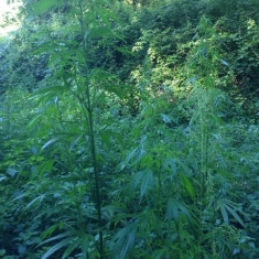 Scoperta piantagione canapa nel Vibonese