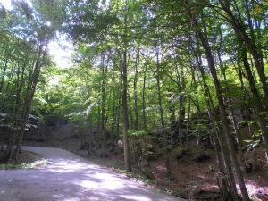 Uomo si perde nei boschi del Pollino, ritrovato