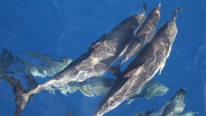 Pesca illegale, 19 chilometri di reti sequestrate nel Tirreno in Calabria