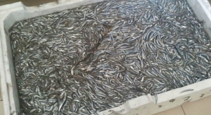 Sequestrati 900 chili di novellame nel reggino