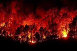 Incendi Calabria, Comitato chiede stato di emergenza ed esercito
