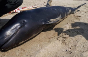 Morto raro esemplare di delfino in Calabria