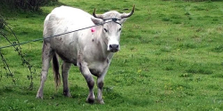 Mandrie incustodite in pieno Parco d&rsquo;Aspromonte
