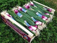 Un 2017 straordinario per la Cipolla Rossa di Tropea IGP