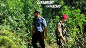 Due piantagioni di marijuana a Tiriolo
