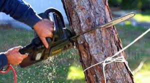 Sorpresi a tagliare alberi, tre arresti