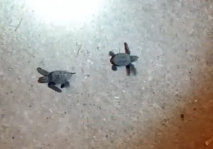 Neonati di tartaruga smarriti tra la folla del Lungomare, salvati da un turista