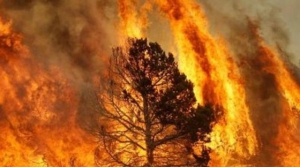 Ultima domenica di luglio, Calabria Verde gestisce e affronta 40 incendi, impegnati 150 operatori