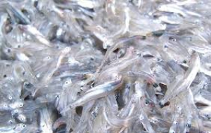 Sequestrati 3,7 quintali di novellame