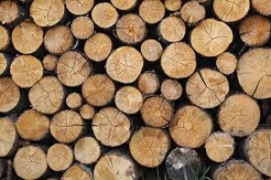 Asportavano legna nel Parco della Sila, denunciati in tre