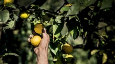 Convegno su storia, usi e consumi de &ldquo;Il bergamotto: risorsa reggina&rdquo;