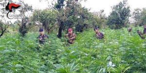 L&rsquo;Aspromonte polo della marijuana: scovate altre 200 piante