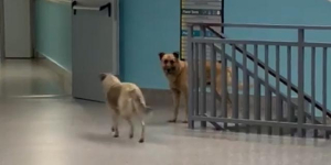 Cani a spasso per l&rsquo;ospedale, Asp scarica sul Comune: problema &egrave; il randagismo
