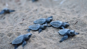 Nido di tartaruga marina in Calabria. L'emozione del Wwf