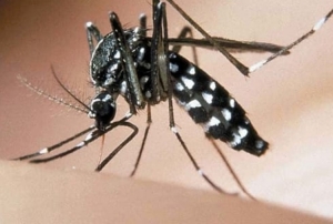 Rischio infestazione zanzare tigre in Calabria