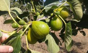 San Floro: giornata informativa sulla filiera del fico fresco in Calabria