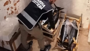 Sequestrati 150kg di tonno a Cir&ograve; Marina