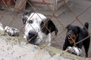 Sequestrato canile a Catanzaro