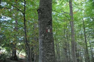 Nasce il Sentiero del Brigante dall'Aspromonte alle Serre
