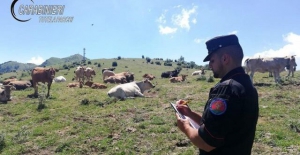 Controlli sui pascoli nel Parco del Pollino
