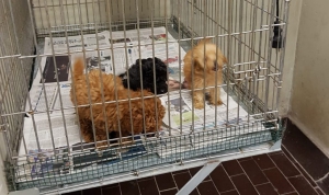 Allevamento abusivo di cani a Rocca di Neto