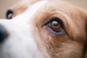 Spara al cane del vicino, denunciato uomo a Gizzeria