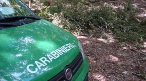 Taglio abusivo di 301 piante, denunciati