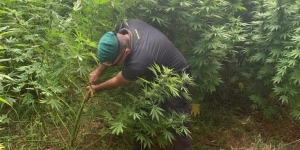 Tiriolo, piante di cannabis tra la vegetazione