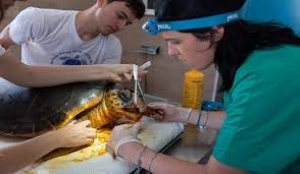 Brancaleone, il Centro tartarughe costretto a chiudere