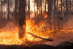 Uomo denunciato per incendio boschivo nel cosentino