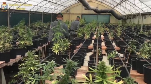 Coltivazione illecita di stupefacenti, 5 arresti nel reggino