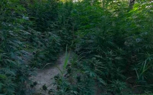 San Luca, trovata piantagione di canapa indiana