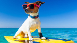 Cani in spiaggia e parchi pubblici: il buon senso arriva anche in Calabria