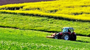 La filiera vitivinicola al centro dell'attenzione del GAL Valle del Crati e della promozione della Regione Calabria