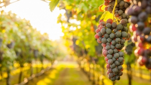 Comparto vitivinicolo, incontro tra Regione e produttori
