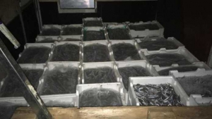 Sequestrati 1.600 kg di prodotti ittici nel reggino