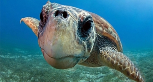 Soccorsa tartaruga nel reggino