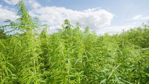 Trovata piantagione di canapa nel reggino,4 arresti