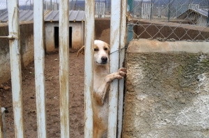 Sequestro canile nella Locride