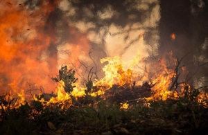 Incendi: controlli nel Parco del Pollino e nelle aree di Aieta