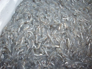 Sequestrati 425 kg di novellame di sarda nel reggino