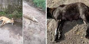 Strage di animali nel crotonese, richiesta intervento Prefetto