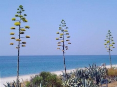 Mare: a Calabria sette "Bandiere blu"