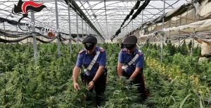 Piantagione di marijuana in un fabbricato di case a Sellia Marina