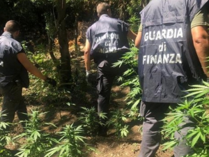 Trovata piantagione cannabis a San Luca