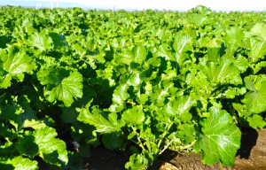 A Bisignano si lavora per il riconoscimento IGP del broccolo di rapa con la seconda edizione del festival che lo celebra come eccellenza calabrese