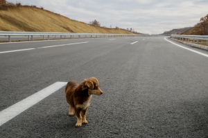 Cani su autostrada A2, salvati da agenti Polstrada