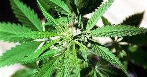 Sequestrate piante di marijuana a Lamezia Terme