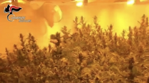 Due piantagioni in immobile disabitato a Plat&igrave;