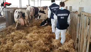 Animali macellati senza controlli sanitari,  arresti nel cosentino